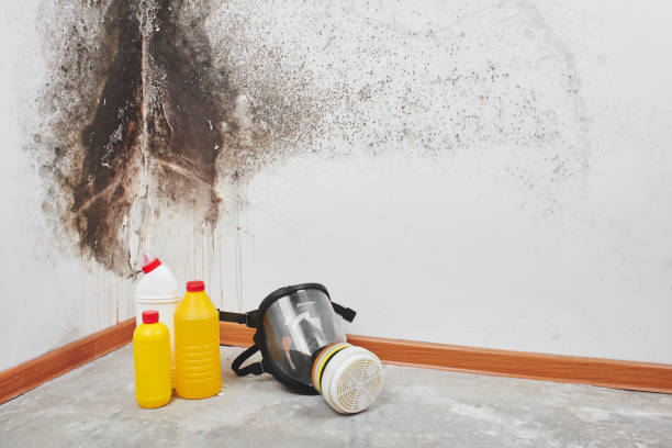 Best Affordable Mold Removal  in New Deal, TX