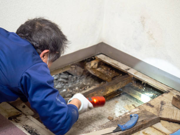 Best Water Damage Restoration  in New Deal, TX