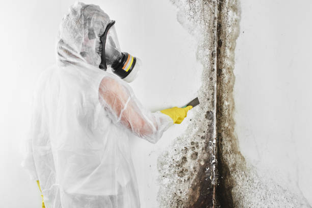 Best Local Mold Removal Service  in New Deal, TX
