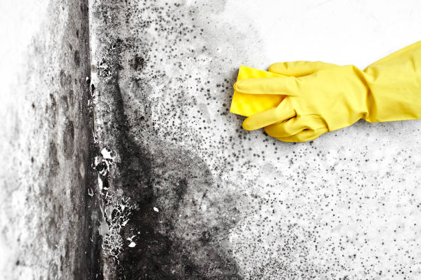 Certified Mold Removal in New Deal, TX