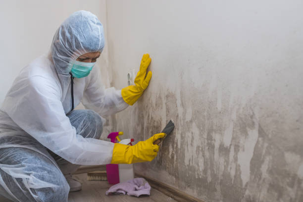 Trusted New Deal, TX Mold Removal Experts