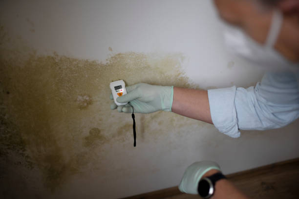 Best Attic Mold Removal  in New Deal, TX