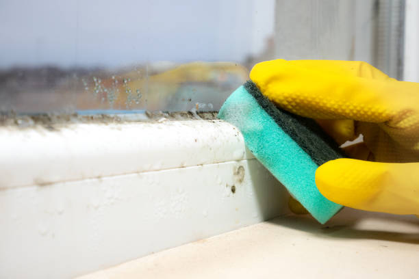 Best Mold Cleaning Services  in New Deal, TX