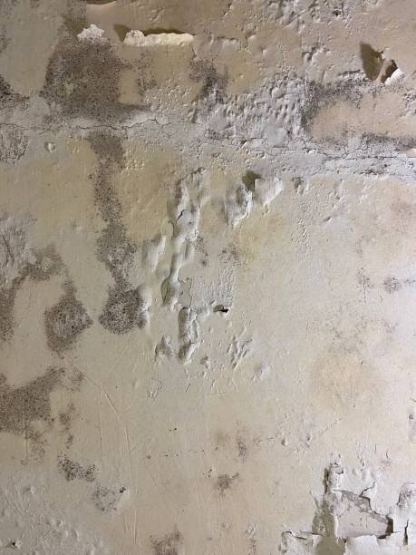 Best Commercial Mold Removal  in New Deal, TX