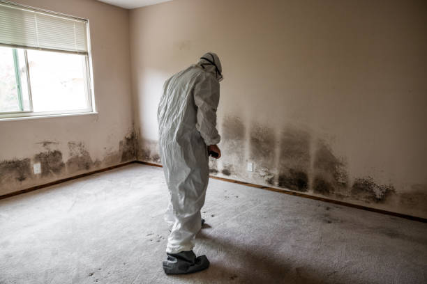 Best Black Mold Removal  in New Deal, TX