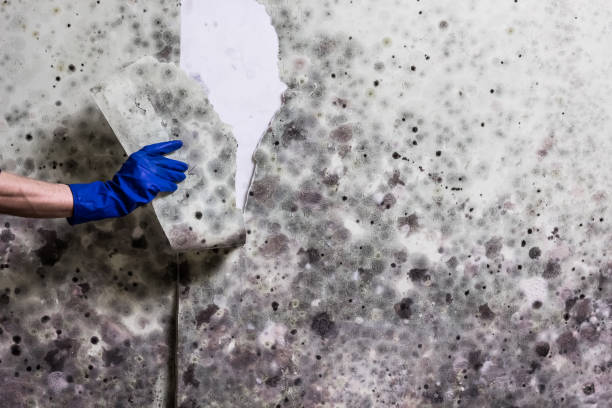 Best Home Mold Removal  in New Deal, TX