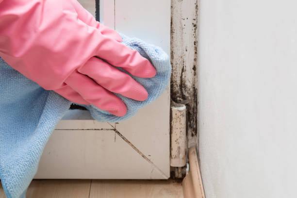 Best Fast Mold Removal  in New Deal, TX