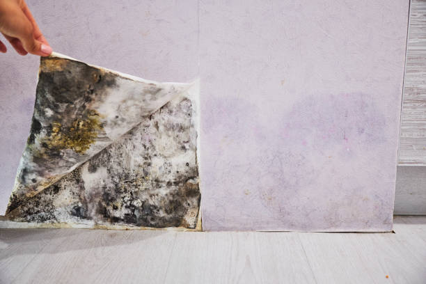 Best Residential Mold Removal  in New Deal, TX
